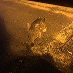 [고양이] 길고양이 밥챙겨주는데 처음이라 도와주세요