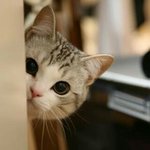 <b>난쟁이</b>공주 보고싶다