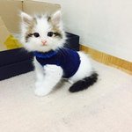 <b>따듯</b>한 거 최고로 좋은 포근 냥이