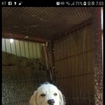 [강아지] 큰 귀가 귀여운 <b>꼬맹이</b>