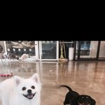 <b>입양</b> 후 한번도 싸운 적 없는 이쁜이들 봐주세용