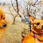 [강아지] 우리집 개들 볼래?