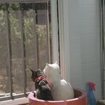 [고양이] 나는 열한살 할배 고양이 싼쵸옹 34