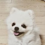 만 3살 모모를 소개합니다. + 예쁘게 봐주셔서 고맙습니다.