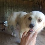 [강아지] <b>뒷다리</b> 골절 아이소식 입니다