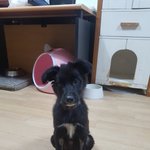 [강아지] 구더기가 끓고있던 <b>건우</b>
