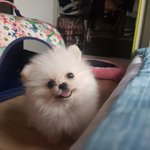 [강아지] 솜뭉치라 더워요