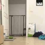[댓글부탁해] 여기다 강아지 고양이 <b>사진</b> 올리는 애들 이해 <b>안</b>된다