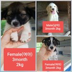 [강아지] 두달 <b>임보처</b>가 되어주세요
