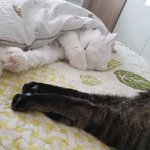 [고양이] 나는 열한살 할배 고양이 싼쵸옹 35