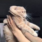 [댓글부탁해] <b>뷰러</b> 어디거가 좋아?