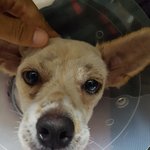 [강아지] <b>뒷다리</b>골절 수술했습니다