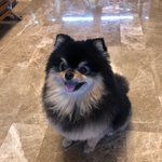 본진 강아지 ㅈㄴ 귀엽다ㅠㅠ