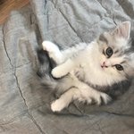 [고양이] 뭉치치 토<b>토리</b> - 2탄!
