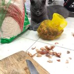 [댓글부탁해] <b>마늘</b> 옆에 있던 고양이
