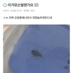 [댓글부탁해] 벌레<b>시체</b>보관하는사람있냐