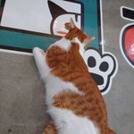 [댓글부탁해] 고앵이 <b>몇키</b>로로 보여??