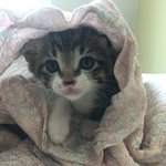 [고양이] <b>미묘</b> 애용이2