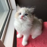 블핑 블랙핑크 <b>리사</b> 새고양이