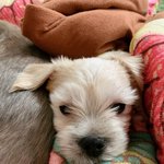 [강아지] <b>믹스</b>댕 보고 가주세요ㅎㅎ