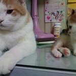[댓글부탁해] 키 140대인 여자들 나라에서 <b>인조</b> 팔다리 지원해줘야...