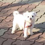 앗..<b>강쥐</b> 더올려주라길랭,,