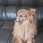 [TXT사진] 멤버들 반려견 반려<b>묘</b> 반려조(?)