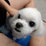 [댓글부탁해] 아까강아지옷봐달라는<b>쓰</b>닌데한번더봐주라ㅠㅠ