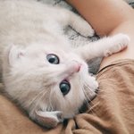 [고양이] <b>누렁</b>이2탄이에요