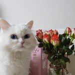 [고양이] 나는 열한살 할배 고양이 싼쵸옹 36