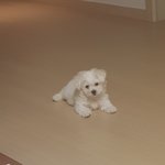 [강아지] 귀여운 우리<b>집</b> 댕댕이 소개 2탄