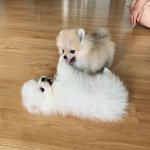 <b>울</b> 강아지 계속 똥먹는데 어카냐;;