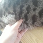 [댓글부탁해] 고앵이 <b>뱃살</b> 만지는데 기분 존좋