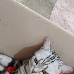 [댓글부탁해] 고앵 <b>새침해</b>보인다 추반