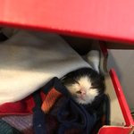 [고양이] 순<b>시스터즈</b>에 육아일기