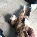 <b>야옹</b>님 기지개 펴신다