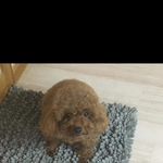 강아지 분실했어요 제발 관심부탁드려요