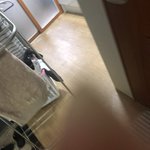 내일 <b>키위</b> 용과 귤 오이 고구마 감자 먹을거임