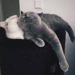 ㅁㅈ야 창업할건데 내 <b>비서</b>해라