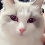 [강다니엘] <b>짱아</b>랑 오리 ₍˄·͈༝·͈˄₎₍˄·͈༝·͈˄₎