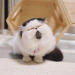 <b>뚱</b>아 밥먹었냐