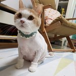 [고양이] 나는 열한살 할배 고양이 싼쵸옹 37