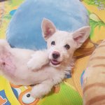 [강아지] 스스로 <b>쉼터</b> 찾아온 꼬맹이