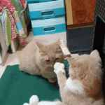 [댓글부탁해] <b>파데</b>나 비비 ㅈㄴ 싼거없나ㅠ
