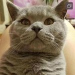 [고양이] 매력뿜뿜+시크냥이다옹~