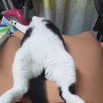 길냥<b>이이</b>였던 우리집 돼냥이