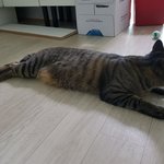 [고양이] 나는 열한살 할배 고양이 싼쵸옹 38
