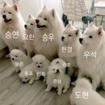 [엑스원] 강아지 11<b>식구</b>들
