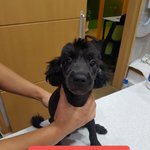 [강아지] 푸들<b>믹스</b> 남매 가족이 되어주세요