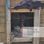 하리가 심장사상충을 이겨내고 다시 활짝 웃을 수 있도록